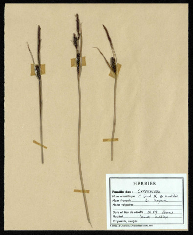 Gracilaria gracilis, famille des Cypéracées, plante prélevée à Sorrus (Pas-de-Calais), dans la lande à ulex, en juin 1969