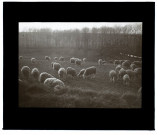 Moutons à Vers - mars 1913