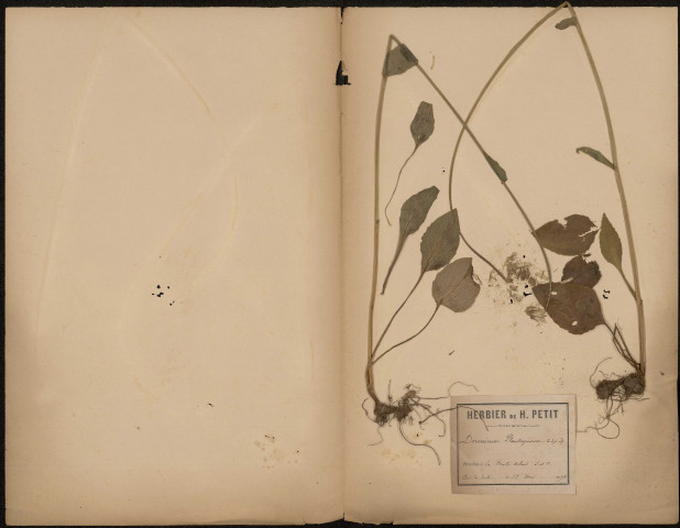Doronicum Plantagineum, plante prélevée à La Ferté-Alais (Essonne, France), dans le Bois du Tertre, 28 mai 1891