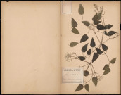 Clematis Vitalba, plante prélevée à Amiens (Somme, France), derrière un jardin du faubourg Saint-Maurice, 26 juillet 1888