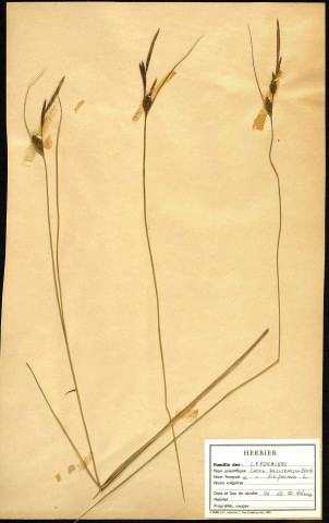 Carex Lasiocarpa Ehrh, famille des Cypéracées, plante prélevée à Grandvilliers (Oise, France), zone de récolte non précisée, en juin 1969