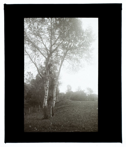 Marais d'Yseux - octobre 1931