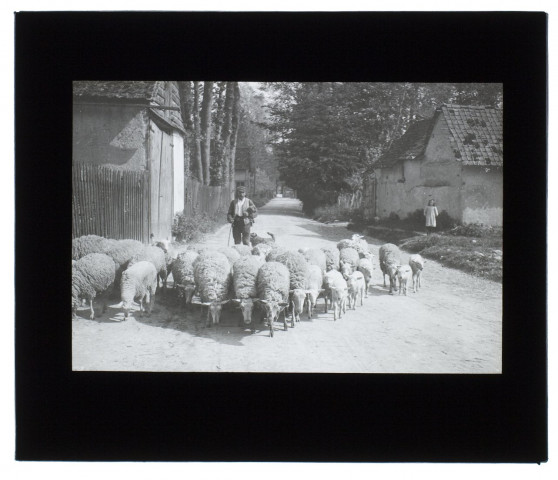 Moutons à Loeuilly - mai 1909