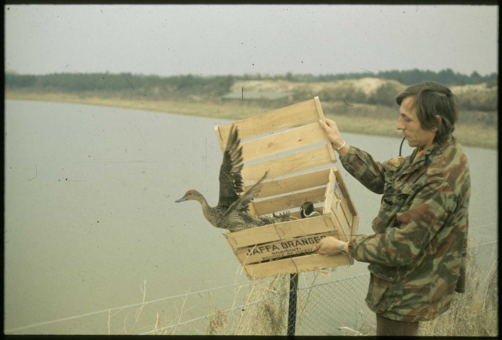 [Lâcher de canards après baguage]
