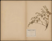 Geranium Pusillum (L. Sp.), plante prélevée à Saint-Alban près de Lyon (Rhône, France), n.c., 6 juin 1888