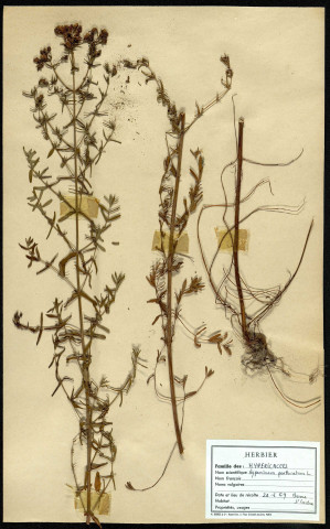 Hypericum Perforatum, famille des Hyperacées, plante prélevée à Boves (Somme, France), à l'étang Saint-Ladre, en juin 1969