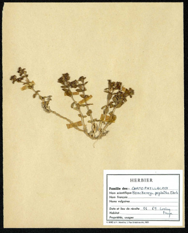 Honckeneja Peploïdes Ehch, famille des Caryophyllacées, plante prélevée au Crotoy (Somme, France), près de La Maye, en juin 1969