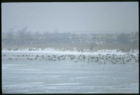 [Rassemblement de canards sauvages sur un plan d'eau gelé durant l'hiver]