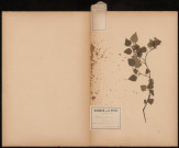 Betula Alba - Bouleau , plante prélevée à Athies (Somme, France), dans le bois, 6 septembre 1888