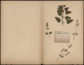 Nepeta Cataria - Cataire, plante prélevée à Amiens (Somme, France), à la citadelle, 31 juillet 1888