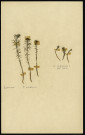 Euphorbia paralias (Euphorbe maritime, Euphorbe des dunes, Euphorbe du littoral, Euphorbe des sables, Euphorbe paralias), Euphorbia cyparissias (Euphorbe petit-cyprès), famille des Euphorbiacées, plante prélevée [à localiser], zone de récolte non précisée, en 1969