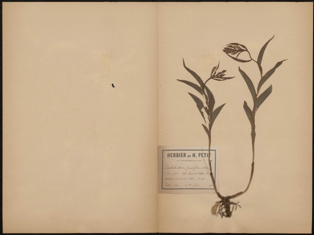 Cephalanthera Grandiflora, plante prélevée à La Ferté-Alais (Essonne, France), dans la sablière du Tertre, 18 juin 1891