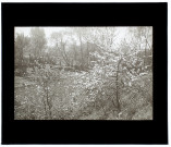 Marais de Rivery - mai 1928