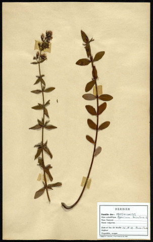 Hypericum Hirsutum, famille des Hypericacées, plante prélevée à Boves (Somme, France), à l'étang Saint-Ladre, en mai 1969