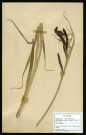 Carex Riparia Curt, famille des Cypéracées, plante prélevée à La Chaussée-Tirancourt (Somme, France), au Camp César, en mai 1969