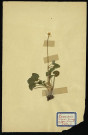 Ficaria verna (Ficaire ou fausse renoncule), famille des Renonculacées, plante prélevée à Dromesnil, 24 mai 1938