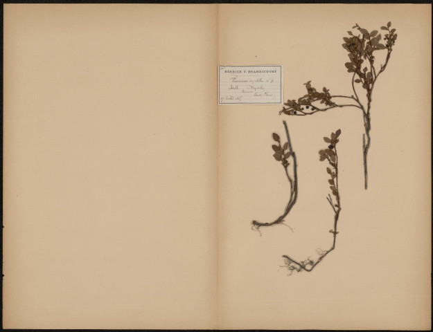 Vaccinium myrtillus - Airelle Myrtille - Vacciniées, plante prélevée à Boves (Somme, France), dans le Bois de Boves, 17 juillet 1885