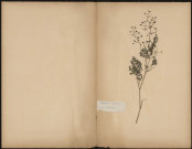 Thalictrum foetidum, plante prélevée à [Lieu inconnu], dans un bois marécageux, [1888-1889]