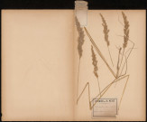 Calamagrostis Epigejos, plante prélevée à Saint-Quentin-en-Tourmont (Somme, France), n.c., 20 août 1889