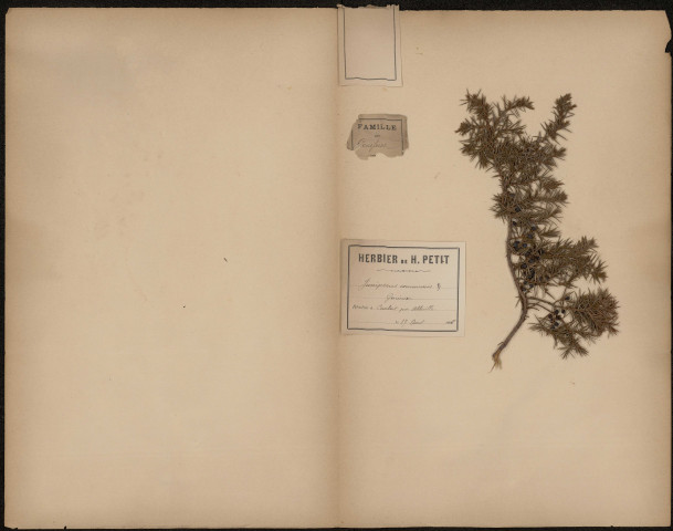 Juniperus communis - Genévrier, plante prélevée à Mareuil-Caubert (Somme, France);Caubert (ancienne commune, Somme, France), à Caubert près d'Abbeville, 17 août 1888