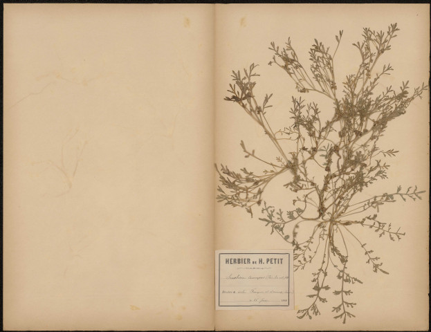Senebiera Coronopus (Poir. Loc. cit.), plante prélevée entre Fourques et Devise (Somme, France), 16 juin 1888