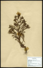Matricaria discodea , famille des Composées, plante prélevée à Boves (Somme, France), à l'étang Saint-Ladre, en mai 1969