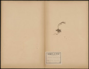 Cardamine hirsuta, plante prélevée à Amiens (Somme, France), sur les bord de la Somme, 18 avril 1870