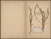 Carex Strigosa (Legit Dacheux), plante prélevée à Eu (Seine-Maritime, France), n.c., 9 juillet 1889