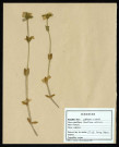 Cerastium Obscura, famille des Caryophyllacées, plante prélevée à La Chaussée-Tirancourt (Somme, France), au Camp César, en mai 1969