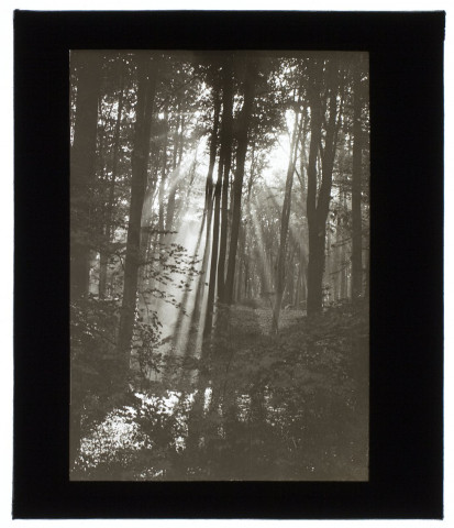 Forêt de Compiègne - septembre 1934