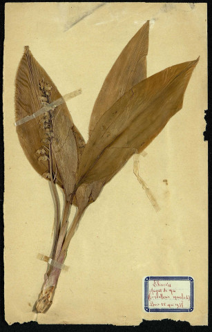 Convalluria Marialis 4 (muguet de mai), famille des Liliacées, plante prélevée à Dromesnil (Bois), 14 mai 1938