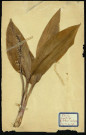 Convalluria Marialis 4 (muguet de mai), famille des Liliacées, plante prélevée à Dromesnil (Bois), 14 mai 1938