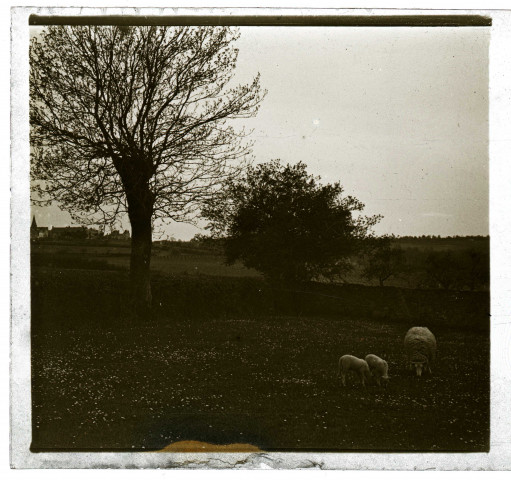 Moutons paissant dans la campagne