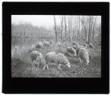 Moutons dans le marais de Picquigny - mai 1903