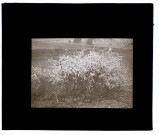 Fleurs blanches au bois d'Hébécourt