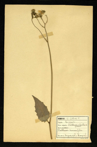 Barkhausia taraxacifolia (Barkhausie à feuilles de pissenlit), famille des Composées, plante prélevée à Dromesnil, 26 mai 1938