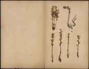 A identifier, plante prélevéeà [Lieu inconnu], n.c., [1888-1889]