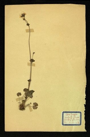 Saxifraga granulata (Saxifrage granulée), famille des Saxifrages, plante prélevée à Dromesnil (Pré), 11 mai 1938