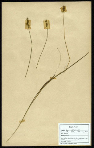 Carex Stellucata Good, famille des Cypéracées, plante prélevée à Sorrus (Pas-de-Calais), dans la lande à ulex, en juin 1969