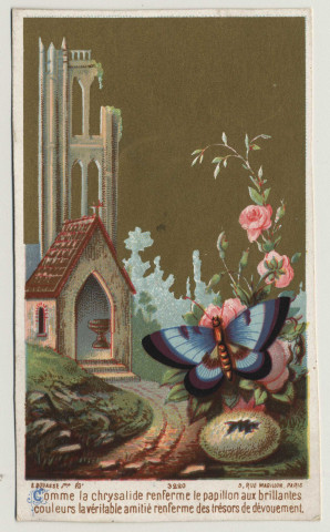 Comme la chrysalide renferme le papillon aux brillantes couleurs la véritable amitié renferme des trésors de dévouement. Papillon, chrysalide