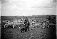 Scène pastorale : un troupeau de moutons et son berger