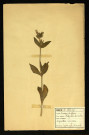 Saponaria Vaccaria (Saponaire des vaches), famille des Caryophyllacées, plante prélevée à Dromesnil, 11 juin 1938