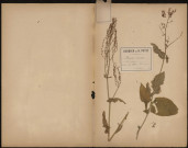 Rumex Acetosa - Oseille des marais, plante prélevée à Athies (Somme, France), Dans les prés ombragés, 12 juin 1888