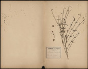 Rhinanthus Major, plante prélevée à Athies (Somme, France), dans les marécages, 8 juin 1888