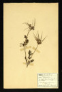 Erodium cicutarium l'Hérit (Erodium à feuilles de Cignes), famille des Géraniées, plante prélevée à Dromesnil, 12 juin 1938