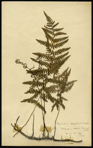 Thelypteris palustrie (Salish Shotl, famille des Polystéchum Thelyplesis (L) Rolh, plante prélevée à Boves (Somme, France), à l'étang Saint-Ladre, en mai 1969