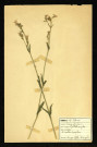 Dianthus superbus (Oeillet superbe), famille des Caryophyllacées, plante prélevée à Dromesnil, 6 juin 1938