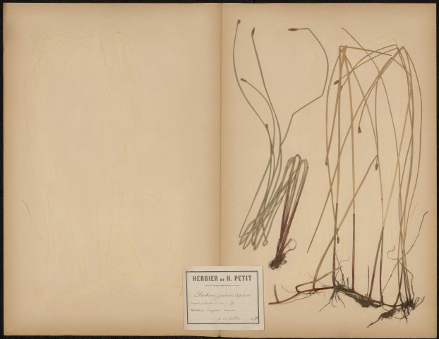 Eleocharis Palustris, plante prélevée à Longueau (Somme, France), dans les marais, 10 juillet 1889