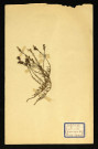 Limaria supina Desf. (Limaire couchée), famille des Scrofulariacées, plante prélevée à Dromesnil (Champ), 5 juin 1938