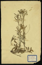 Renonculus auricompus 4 (Renoncule tête d'or), famille des Renonculacées, plante prélevée à Dromesnil (Pré humide boisé), 4 juin 1938